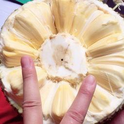 菠萝蜜视频成人网